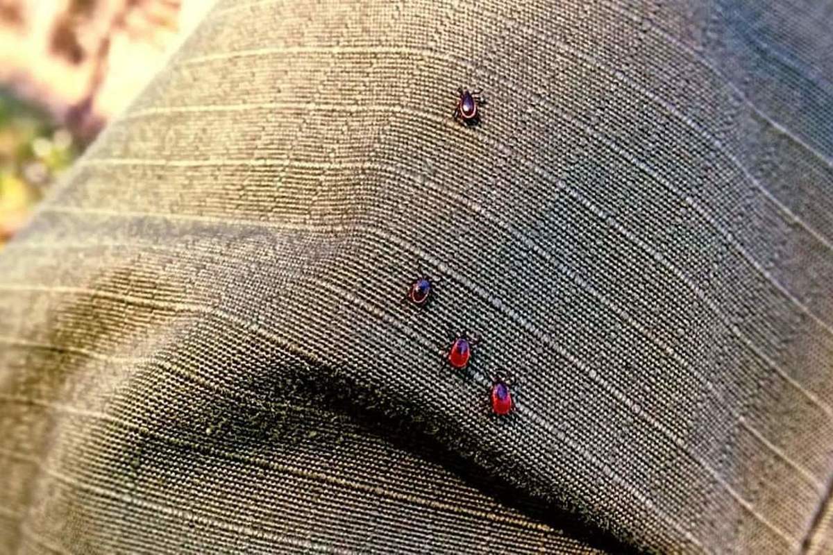 Es handelt sich um ein natürliches Mittel, das Zecken, Flöhe und Mücken abwehrt.