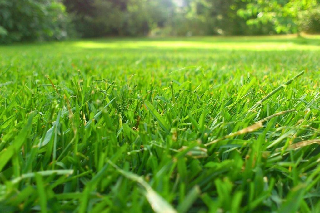 Dieser Gartentipp hilft Ihnen, Ihren beschädigten Rasen innerhalb weniger Tage wieder zum Leben zu erwecken