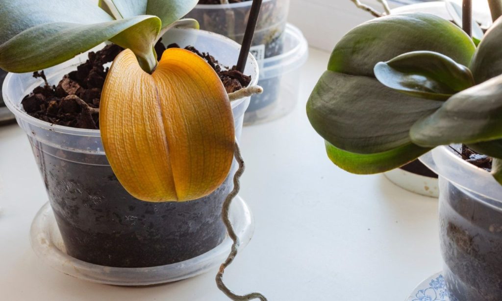 Selbst eine unglückliche Orchidee wird wieder zum Leben erweckt. „Füttern“ Sie sie einmal pro Woche mit diesem Mittel.