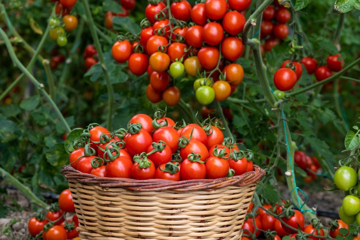 Diese Sommertechnik für Kirschtomaten verzehnfacht den Ertrag und begrenzt Trockenheit