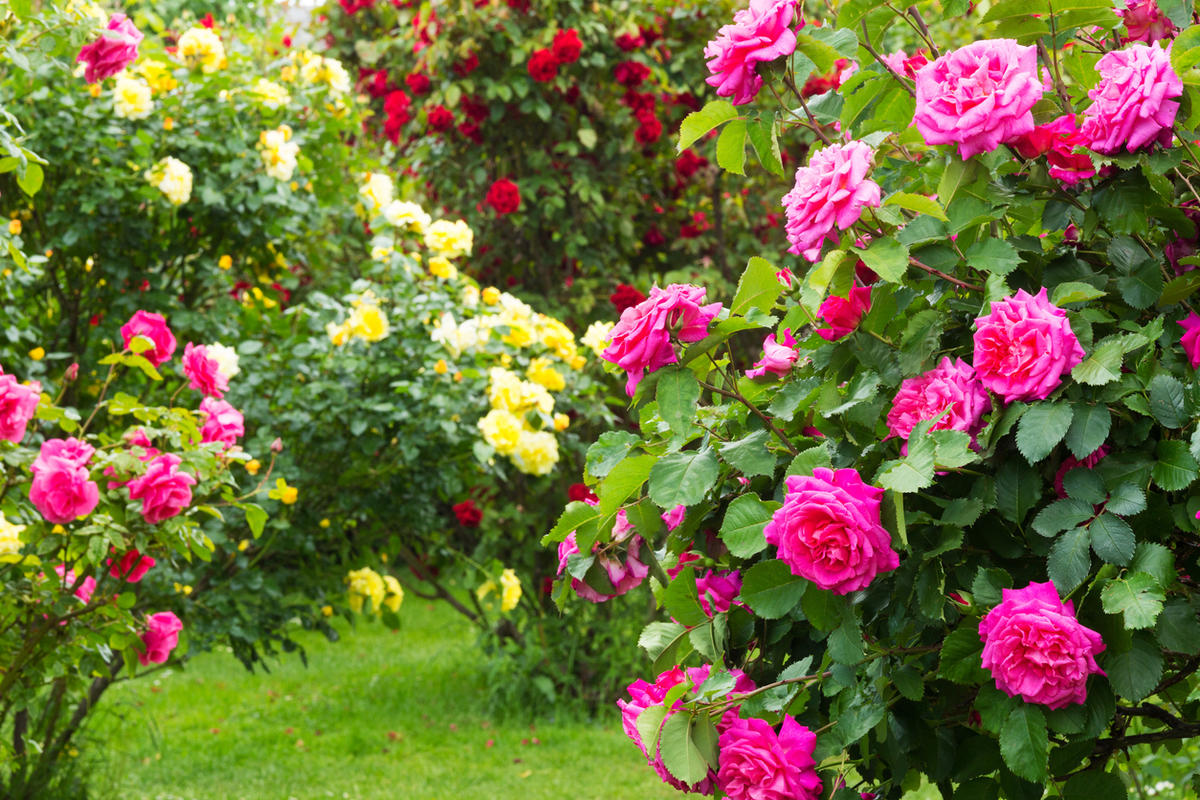Warum blüht meine Rose im Sommer nicht und wie kann ich die Blüte durch das Einkürzen der Triebe wieder anregen?