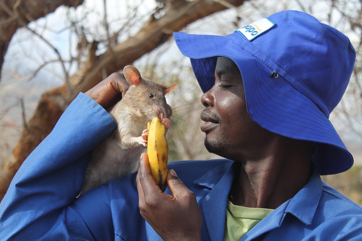 In Tansania retten riesige Ratten, die darauf trainiert sind, Menschen zu retten, Leben