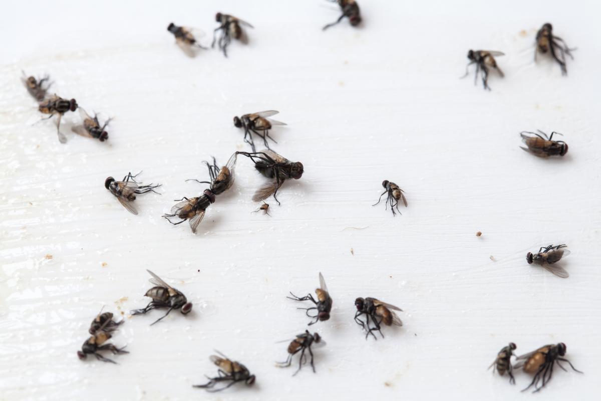 Sind Sie genervt von Fliegen im ganzen Haus? Legen Sie diese Frucht auf einen Teller und beobachten Sie, wie die Magie wirkt