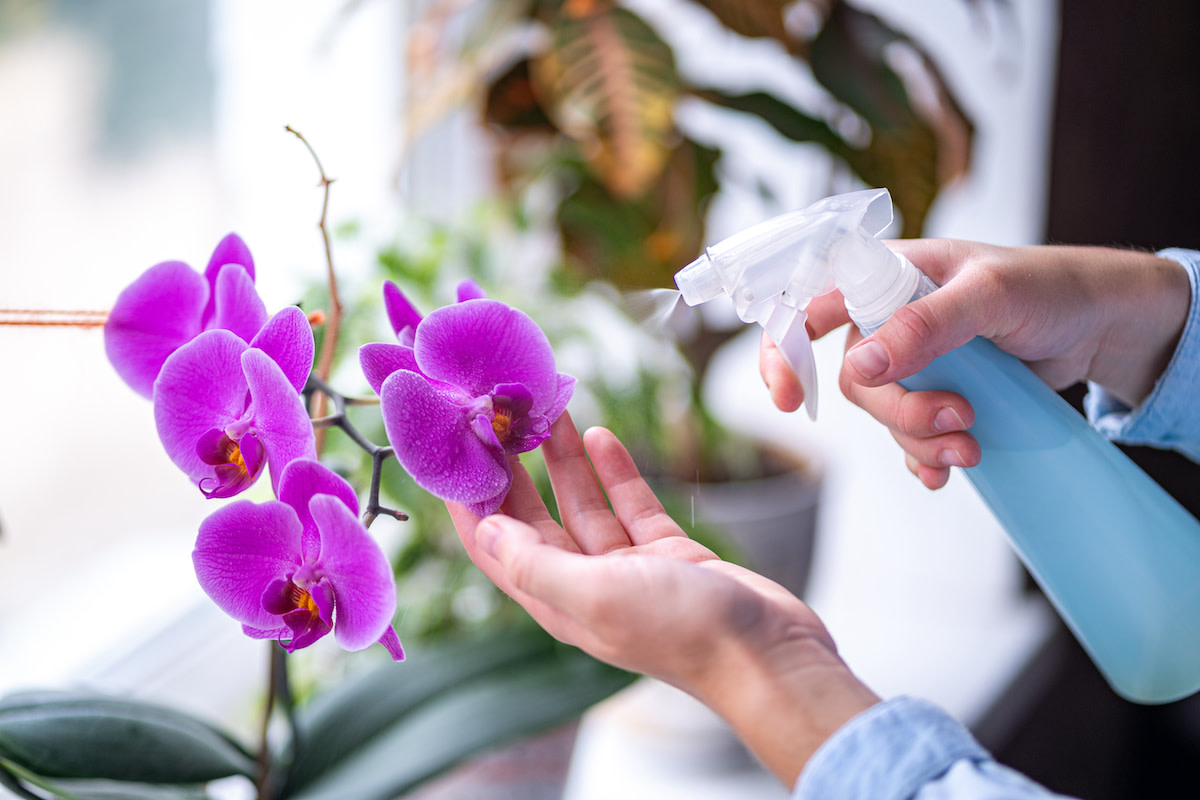 Nasypu tři lžíce do květináče a ta ubohá orchidej roste jako plevel. Tento domácí trik je skvělý