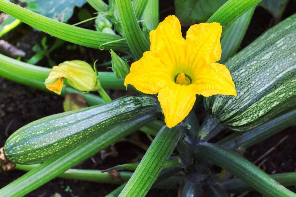 Diese einfache morgendliche Geste sorgt für XXL-Zucchini und Obst den ganzen Sommer über.