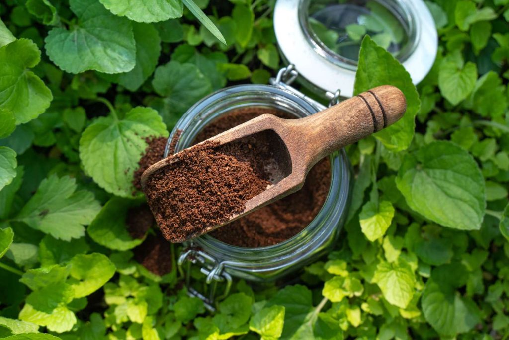 Was darf man nicht mit Kaffeesatz gießen? Informieren Sie sich, bevor Sie Ihren Pflanzen schaden