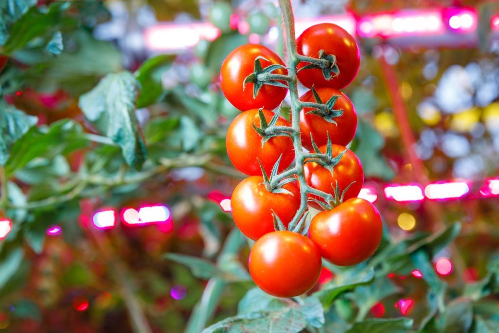 Vergraben Sie ihn unter Tomaten. Im Sommer können Sie dann Eimer voller Früchte ernten.