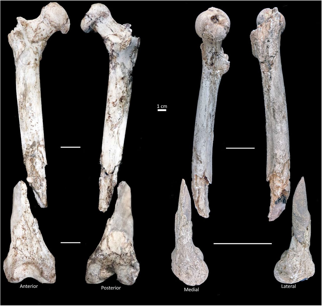 Die Neandertaler haben ein ungewöhnliches Werkzeug hinterlassen. Seine Konstruktion ähnelt der eines modernen Werkzeugs.