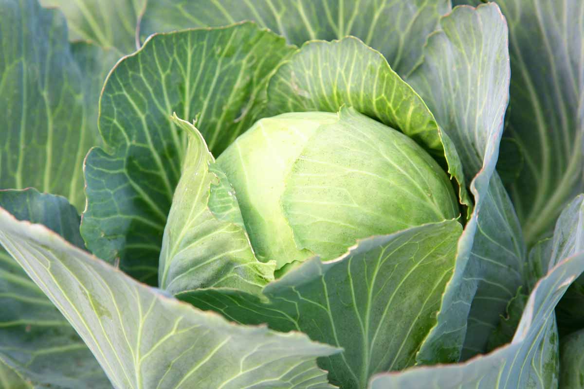 Ich pflanze sie jedes Jahr im Juli. Im Herbst ernte ich ganze Körbe voller leckerer Gemüse.