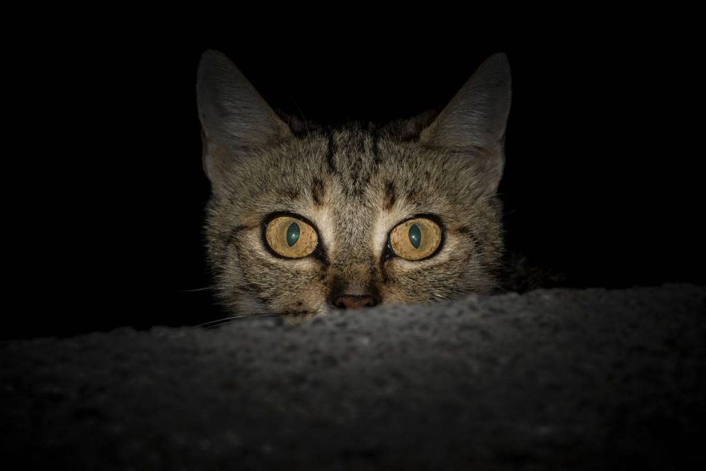 „Wenn Ihre Katze Sie beim Schlafen beobachtet, bedeutet das nicht, dass sie Sie besonders mag“: Eine Studie enthüllt die dunklen Absichten unserer Haustiere