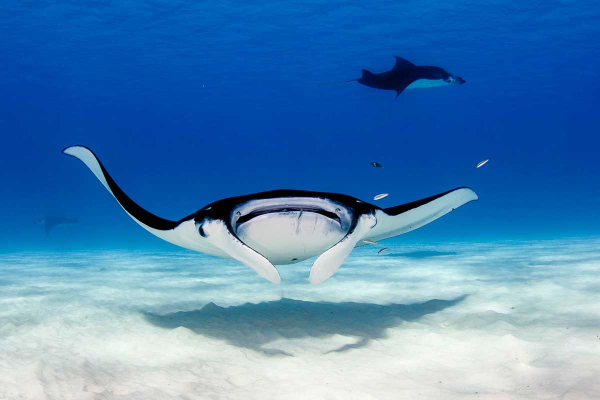 Mantarochen
