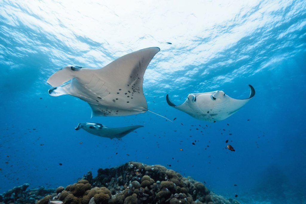 Alarm im Mittelmeer wegen der Ankunft der „Teufel der Meere“: Immer mehr Sichtungen und unerklärliche Strandungen riesiger Mantarochen