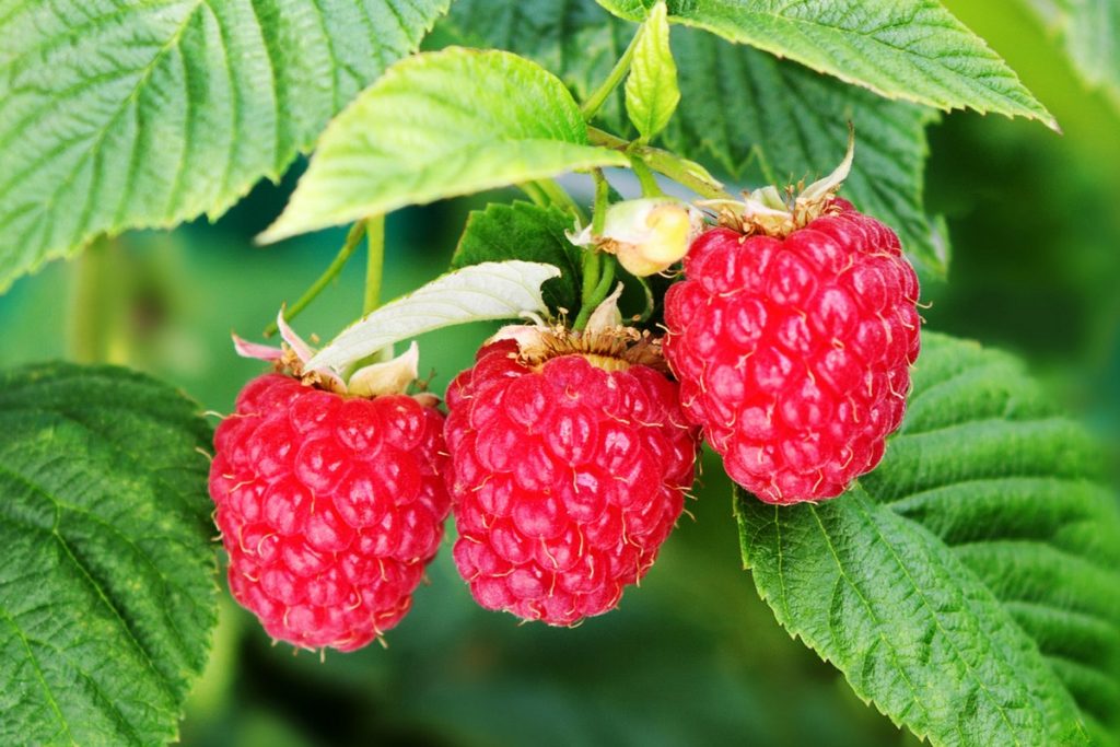 Sind die Himbeeren von Fliegen gefressen worden? Eine „hocheffiziente”, aber unterschätzte Hausfalle