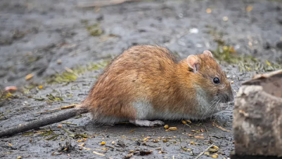 Ratte