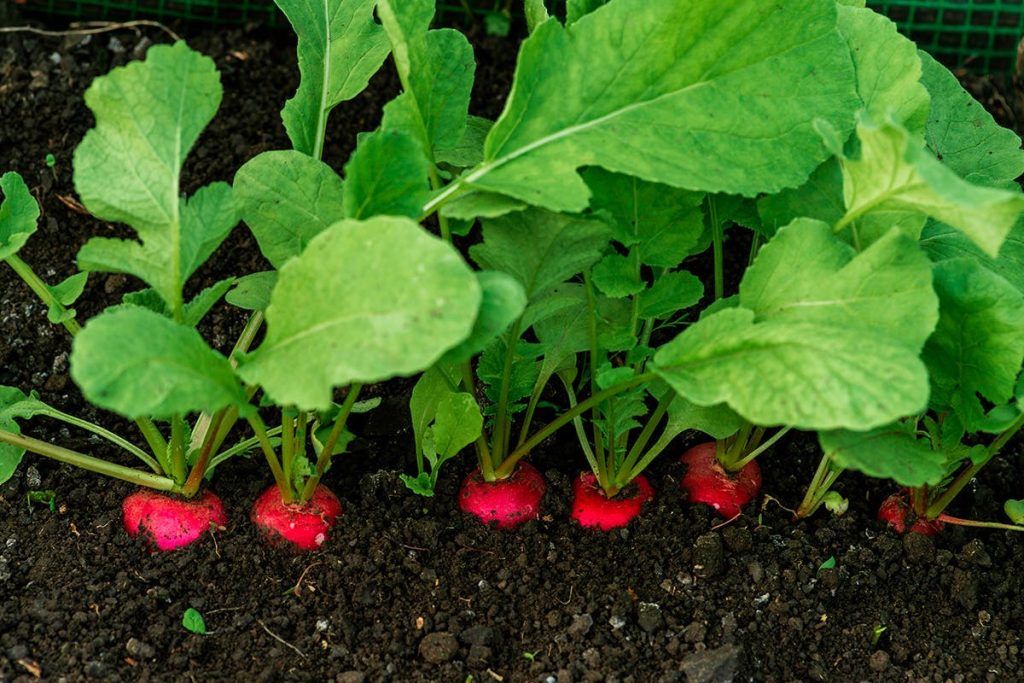 Möchten Sie diesen Sommer eine reiche Ernte einfahren? Pflanzen Sie diese beiden Gemüsesorten zusammen, um Schädlinge fernzuhalten und Ihren Ertrag zu verdoppeln