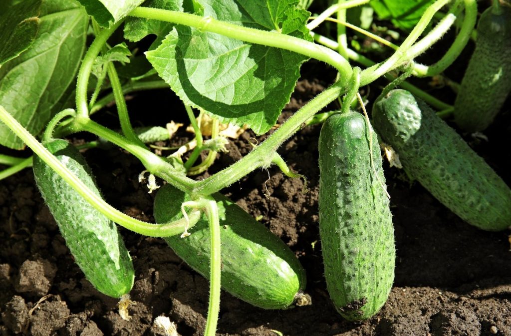 Sie werden nicht rechtzeitig mit dem Ernten der Gurken fertig werden. Mischen Sie Wasser mit diesem Getränk und besprühen Sie die Pflanzen damit.