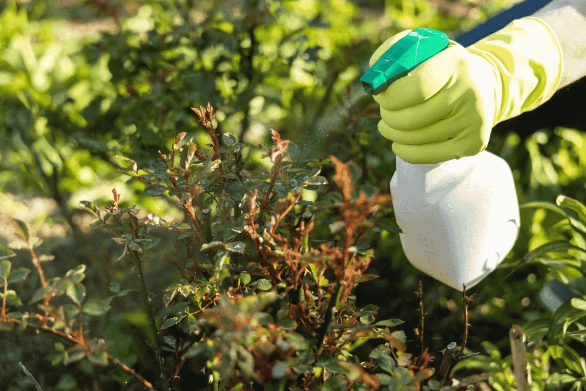 Sind deine Pflanzen in Gefahr? Die überraschende Wahrheit über Schädlinge im Garten