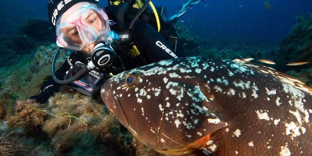 Französische Taucher haben zum ersten Mal ein „lebendes Fossil“ auf dem Grund des indonesischen Meeres fotografiert.