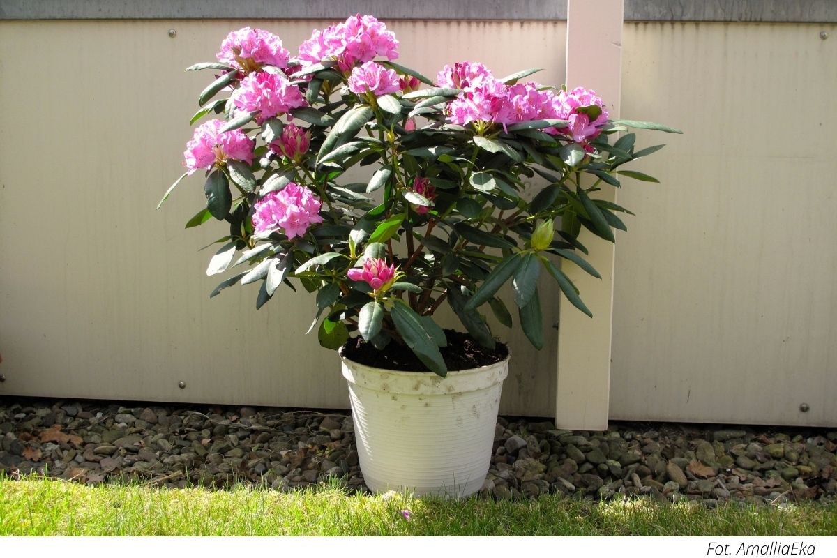 Rosen sind schön, aber es gibt eine Pflanze, die sich besser als Geschenk für einen geliebten Menschen eignet: Laut Feng Shui zieht sie die Liebe an