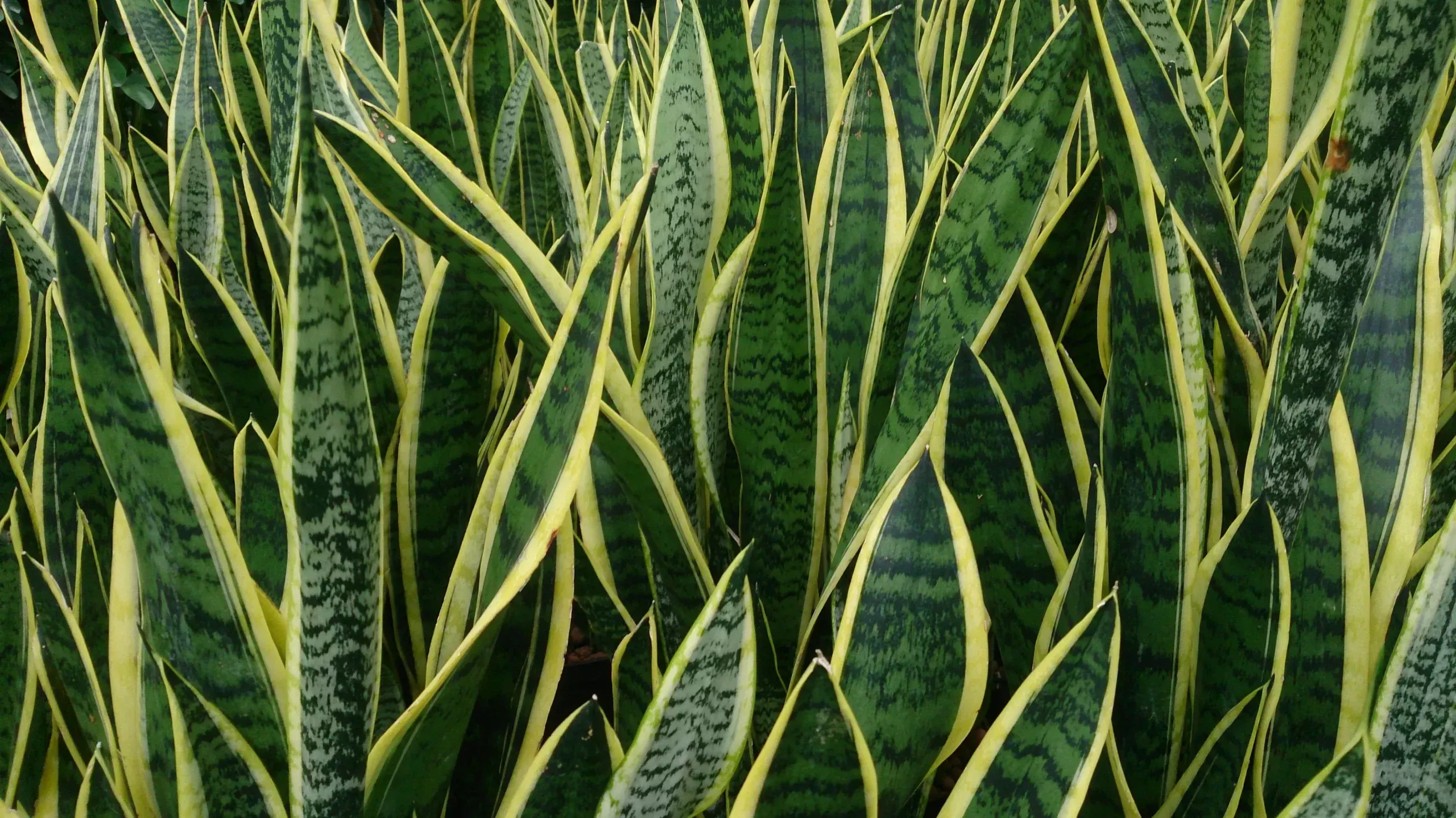Ich stelle den Dünger für meine Sansevieria aus 1 Küchenabfall her. Nach dieser Düngung schießt sie mit einer Krone aus Blättern in die Höhe