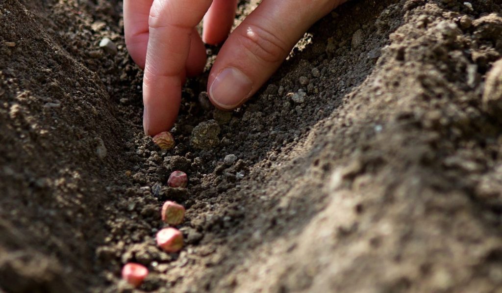 Ich pflanze sie jedes Jahr im Juli. Im Herbst ernte ich ganze Körbe voller leckerer Gemüse.