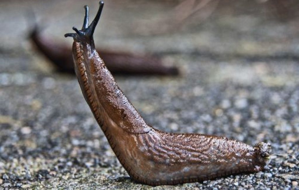 Wenn Sie sie in Ihrem Garten sehen, warten Sie nicht eine Minute. Es könnte in einer Katastrophe enden.