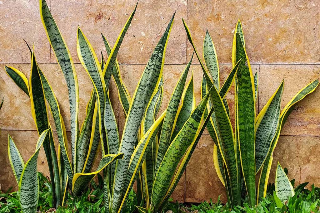 Ich stelle den Dünger für meine Sansevieria aus 1 Küchenabfall her. Nach dieser Düngung schießt sie mit einer Krone aus Blättern in die Höhe
