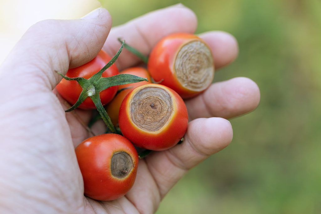 Die Tomaten sind befallen. Gibt es noch Rettung für die Ernte?