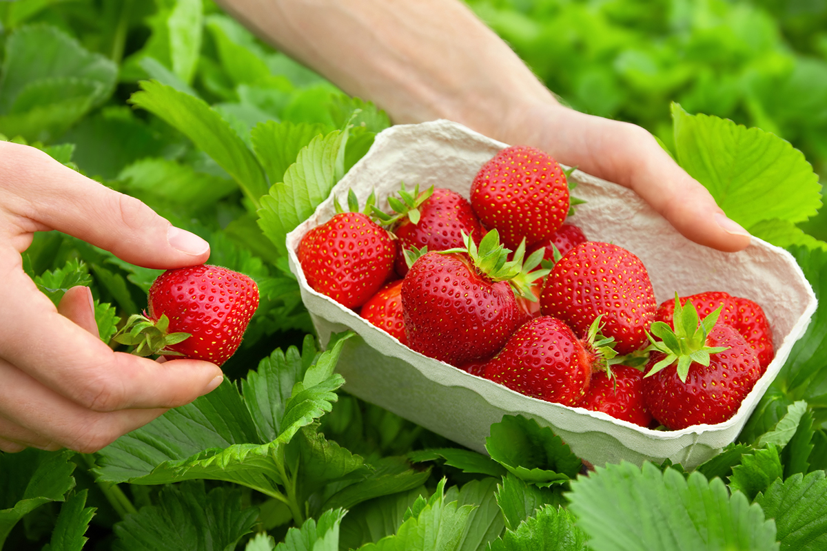 Einfacher Trick im Juli, um Erdbeeren zu vermehren und Ihren Garten in diesem Sommer zu beleben