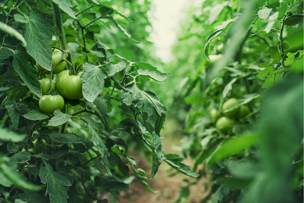 Pflanzen Sie sie niemals neben Tomaten. Die Ernte wird schlecht ausfallen.