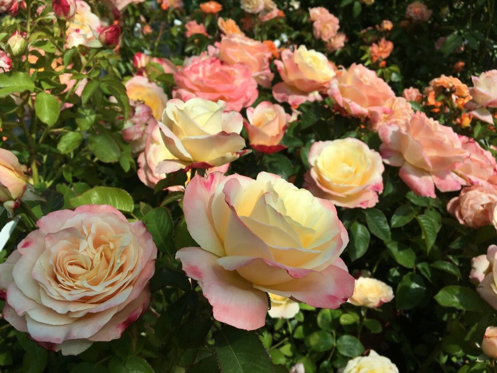 Vergraben Sie es unter den Rosen und Sie werden viele Knospen haben. Das Klimagerät, das jeder zu Hause hat