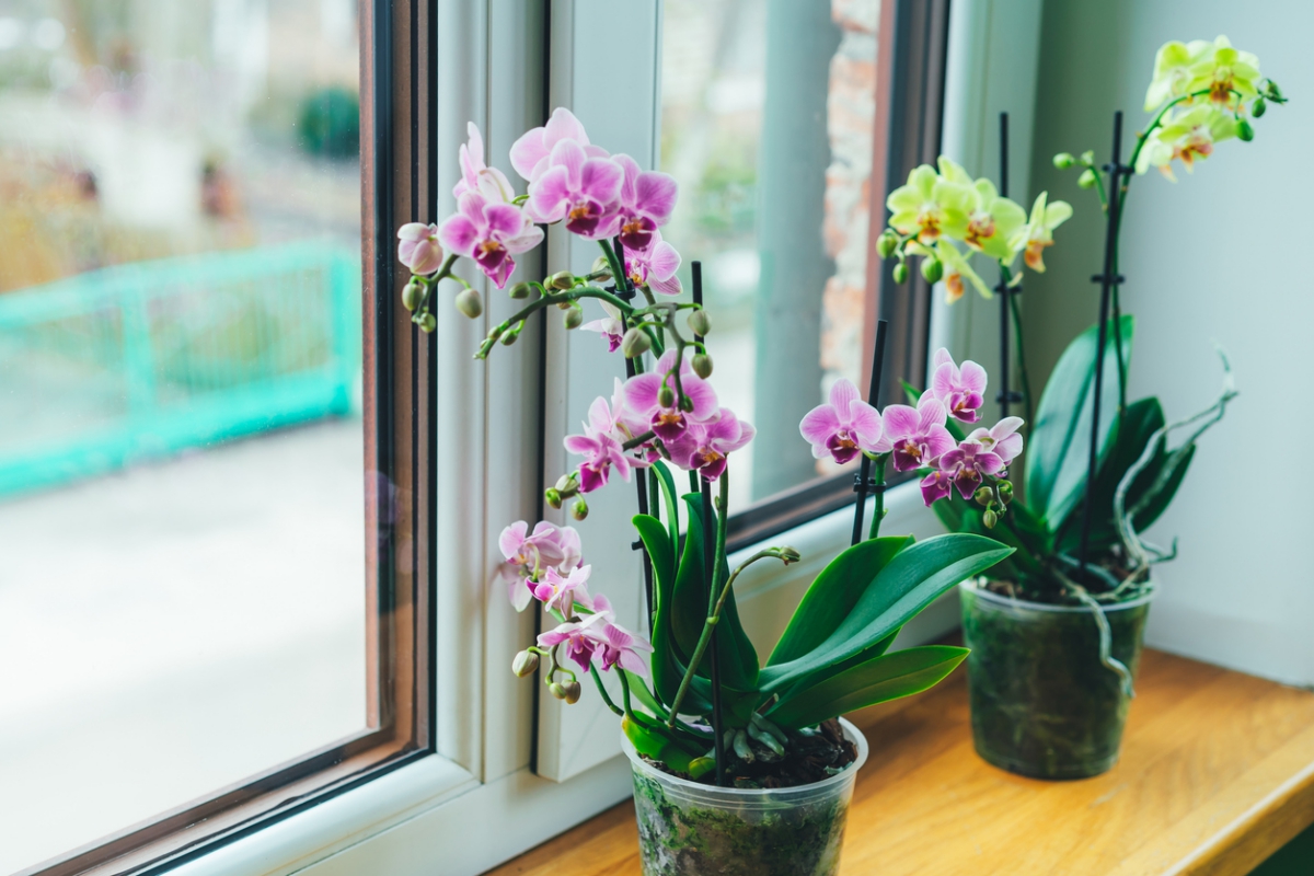 Wie man Orchideen regelmäßig zum Blühen bringt: ein einfacher Dünger aus Ihrer Küche