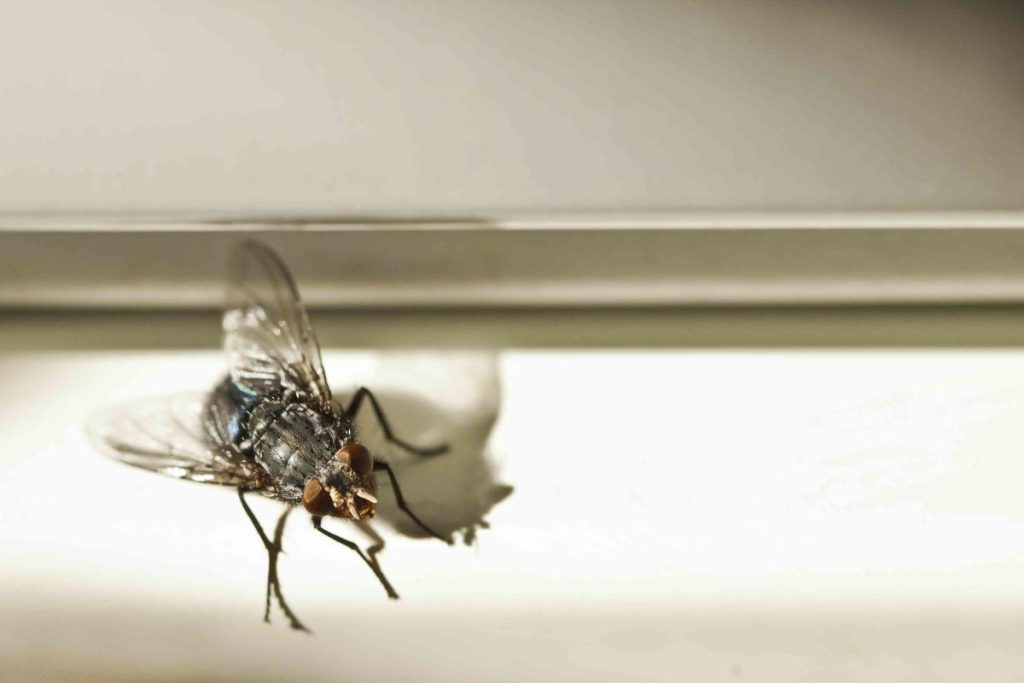 In diesem Sommer hängen die Menschen Gurkenscheiben in ihre Fenster - und das ist viel sinnvoller, als Sie vielleicht denken.