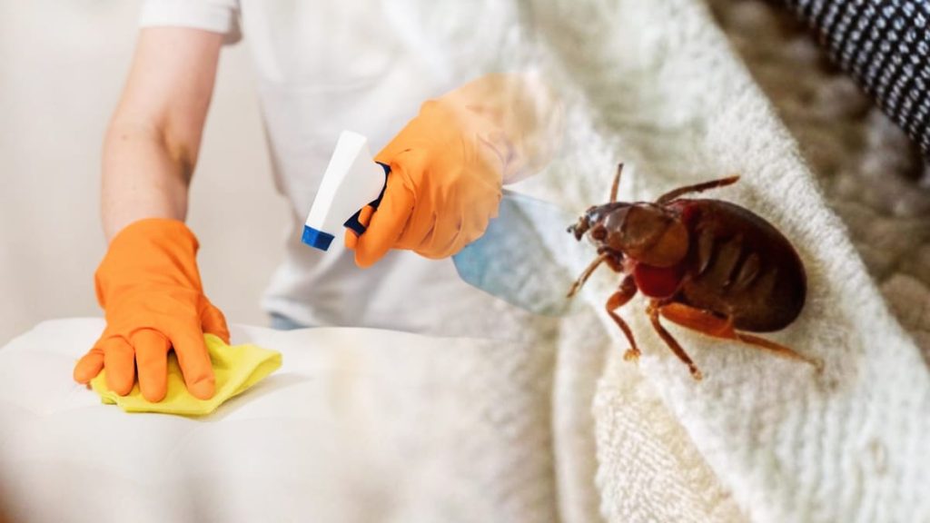 Wanzen, keine Chemikalien und keine kostenpflichtigen Dienstleistungen. Sie erzählt, wie sie sie über Nacht losgeworden ist: „Ich habe es einfach ausprobiert und seitdem keinen einzigen Biss mehr gehabt.“