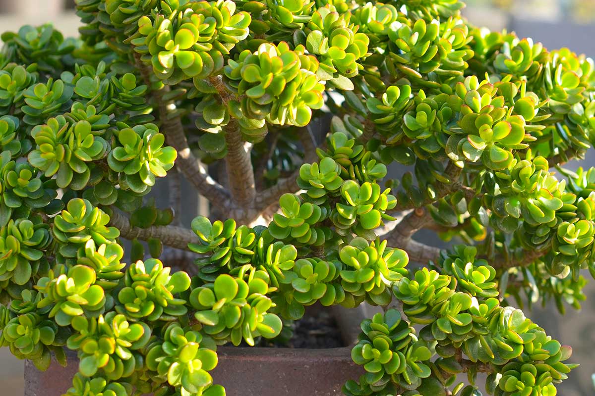 Jade-Baum