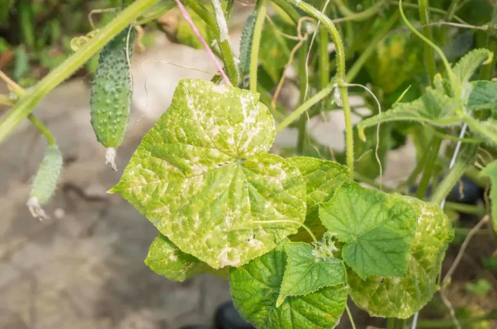 Nach dieser Besprühung wird Mehltau Ihre Gurken nicht mehr befallen. Verdünnen Sie das Mittel mit Wasser und tragen Sie es dreimal auf die Blätter auf, um die Ernte zu schützen. Sprühen gegen Mehltau auf Gurken
