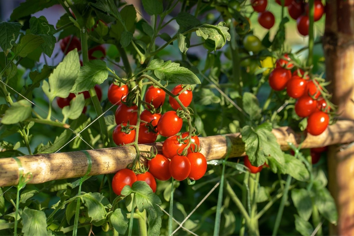 Diese Sommertechnik für Kirschtomaten verzehnfacht den Ertrag und begrenzt Trockenheit