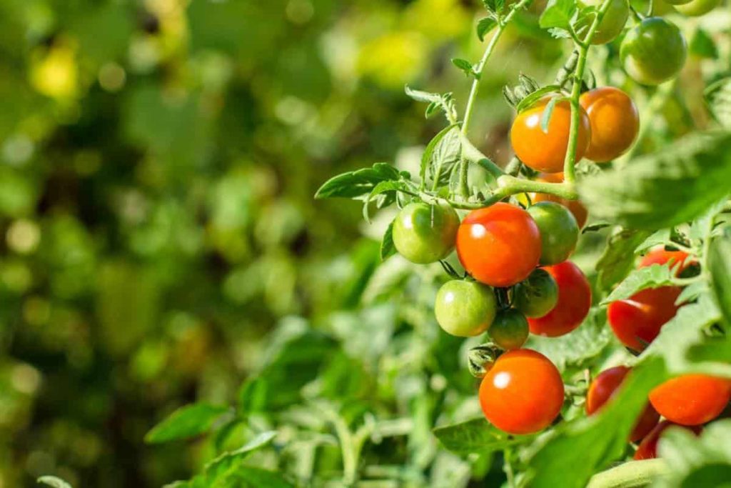 Diese Sommertechnik für Kirschtomaten verzehnfacht den Ertrag und begrenzt Trockenheit