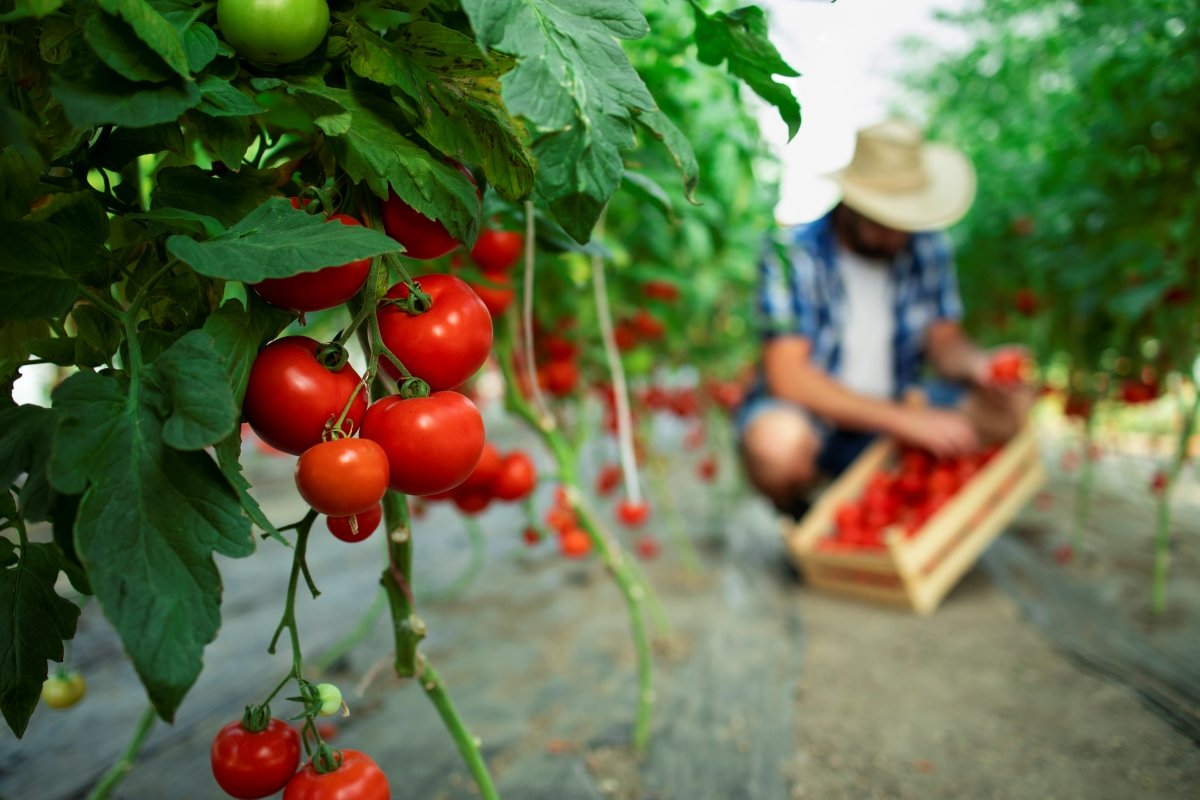 Tomaten