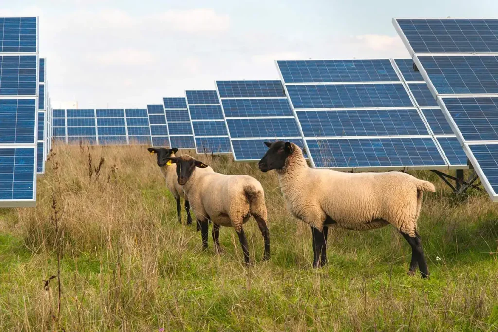 1700 Schafe wurden zwischen Sonnenkollektoren gebracht, und die Wissenschaftler waren über das unerwartete Verhalten der Tiere verwirrt.