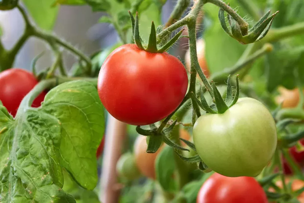 So beschleunigen Sie die Reifung von Tomaten. Ein einfacher Trick, den jeder kennen sollte