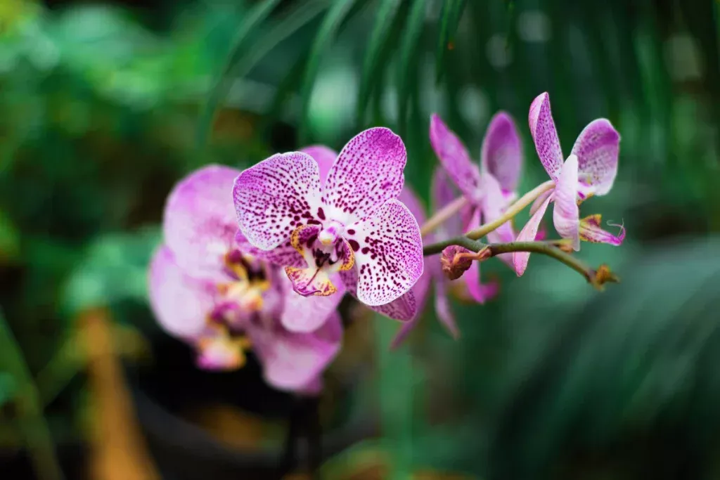 Wie man Orchideen regelmäßig zum Blühen bringt: ein einfacher Dünger aus Ihrer Küche