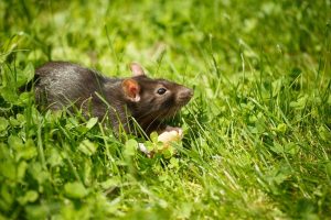 Ratten