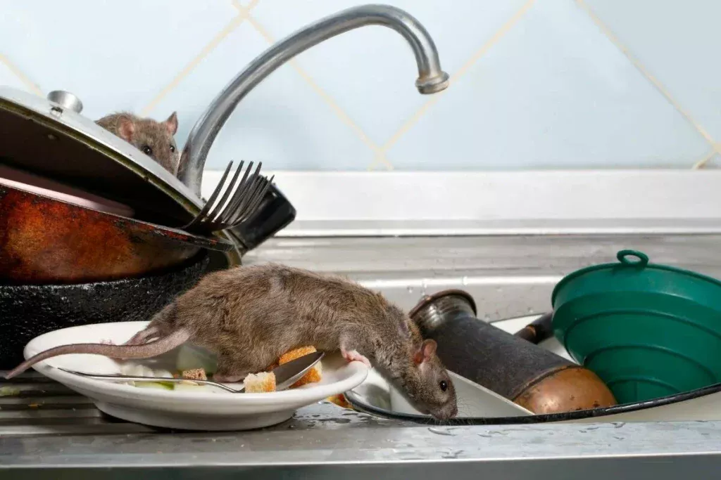 Auf Wiedersehen, Ratten und Mäuse: Wie man sie mit einem einzigen Blatt loswird