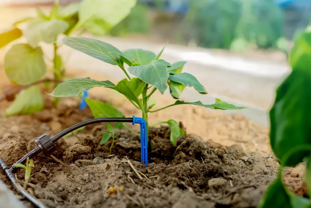 Trockenes Sommerwetter im Gemüsegarten? Probieren Sie diesen einfachen Trick, um die Feuchtigkeit Ihrer Gemüsepflanzen mühelos aufrechtzuerhalten.