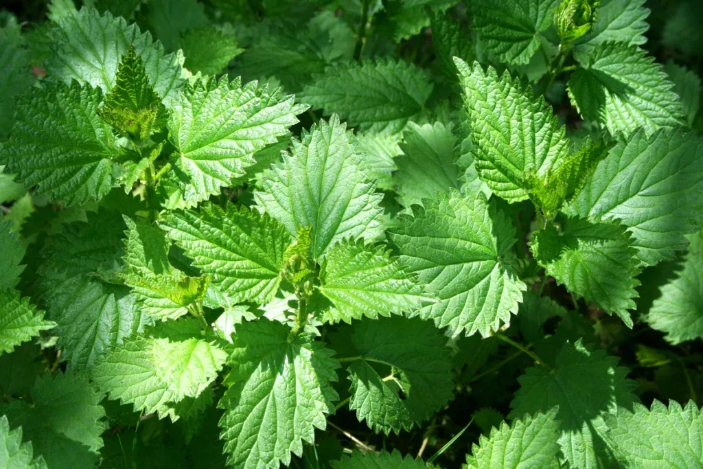 Universelles Mittel zur Pflege von Pflanzen im Garten: Rezept