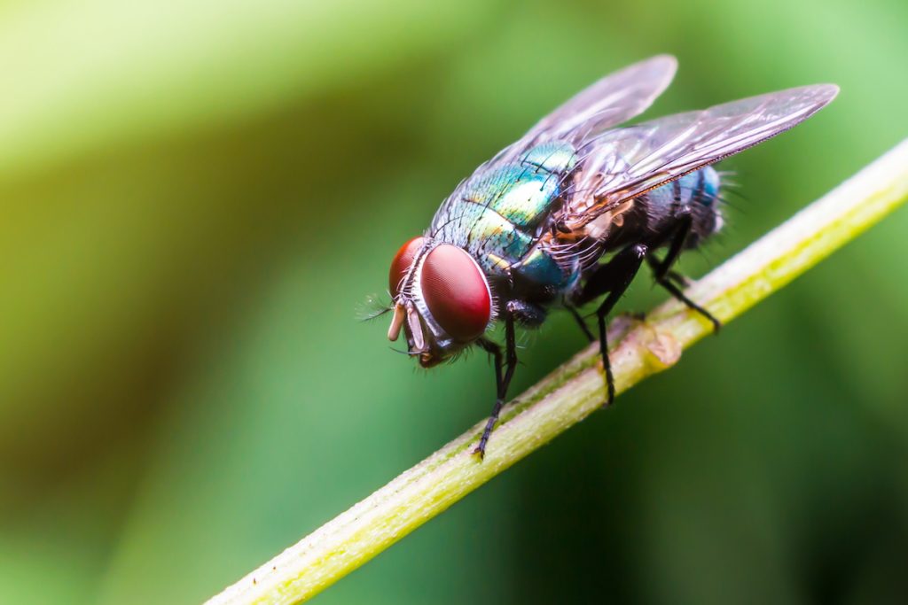 Ein unersetzlicher Tipp, wie Sie mit einer einfachen Limonadenflasche Fliegen aus der Küche vertreiben können