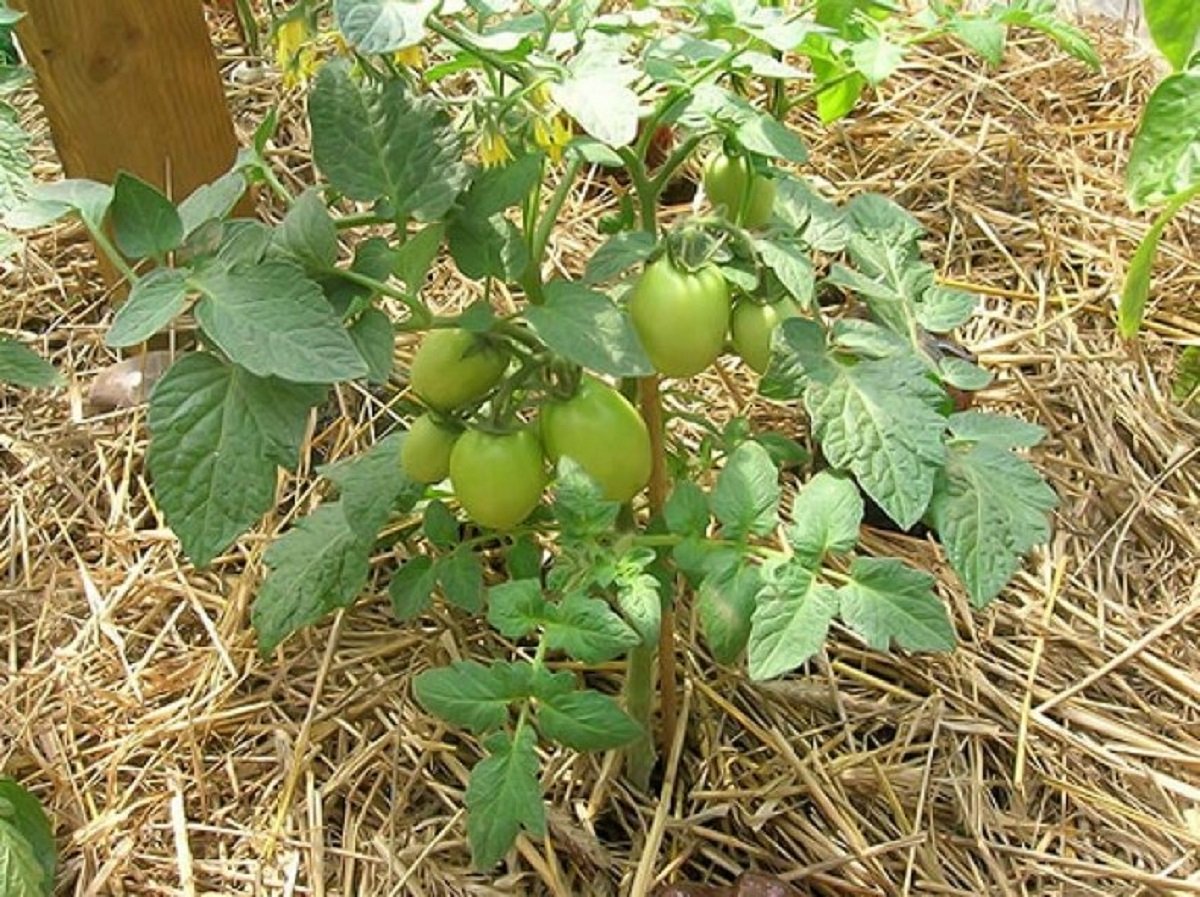 Diese Sommertechnik für Kirschtomaten verzehnfacht den Ertrag und begrenzt Trockenheit
