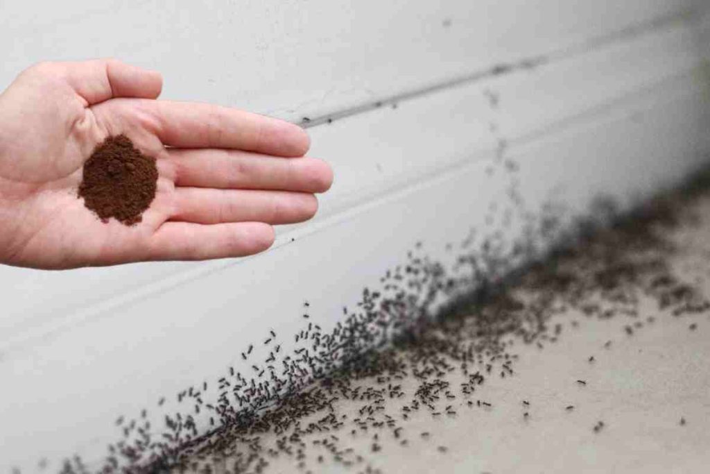 Stellen Sie es in die Nähe des Nestes. Von den Ameisen wird keine Spur mehr zu sehen sein
