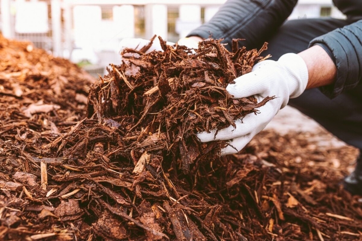 Zwei wichtige Schritte, die Sie im Juli unternehmen sollten, um eine reichhaltige Ernte an Süßkartoffeln zu erzielen und Ihren Sommergarten zu beleben